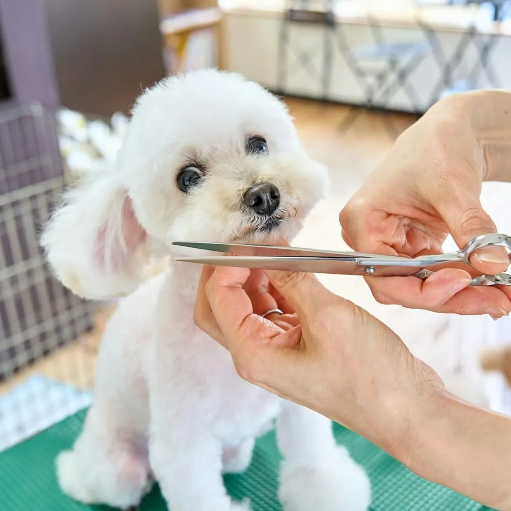 A small white dog being trimmed with scissors on the grooming table