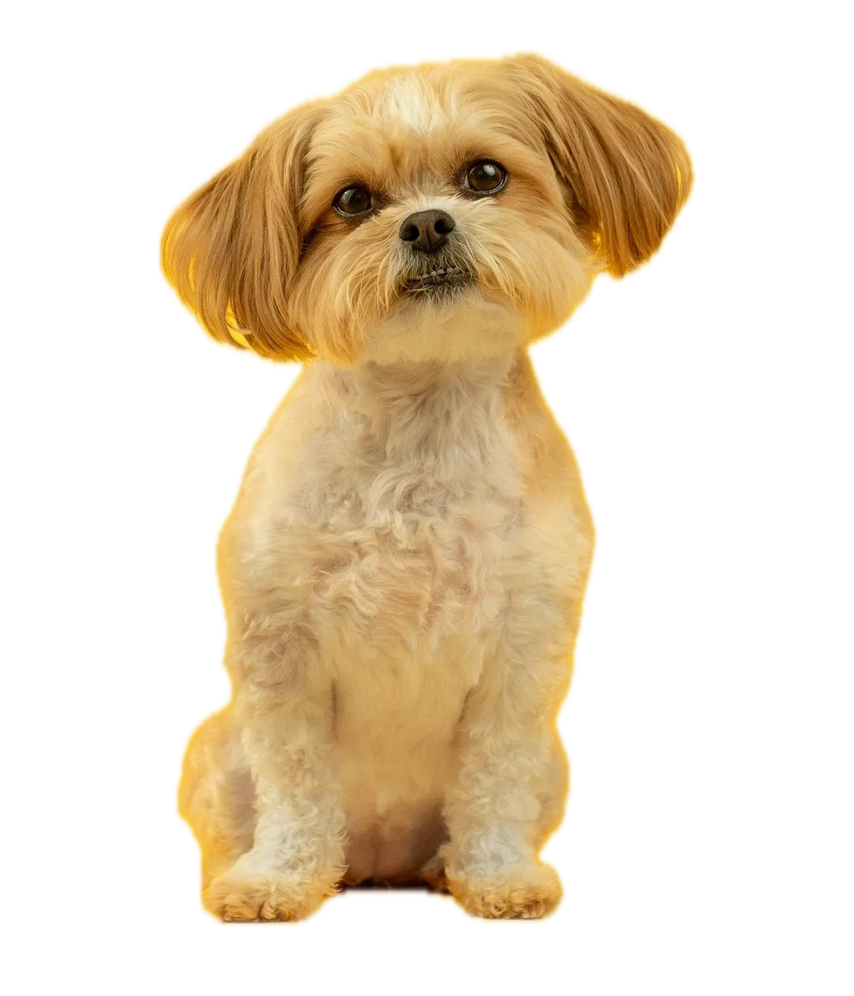 A freshly groomed small dog, sitting