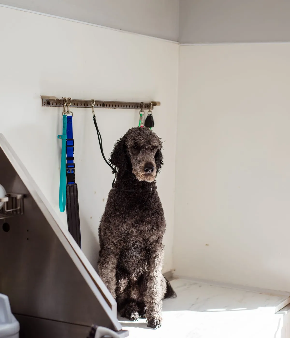 A poodle waiting in a bright grooming salon