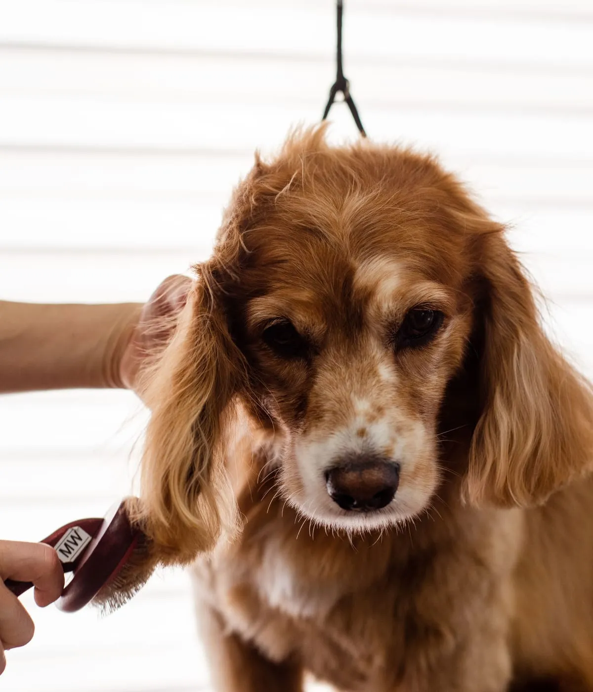 A cocker spaniel being brushed on the grooming table
